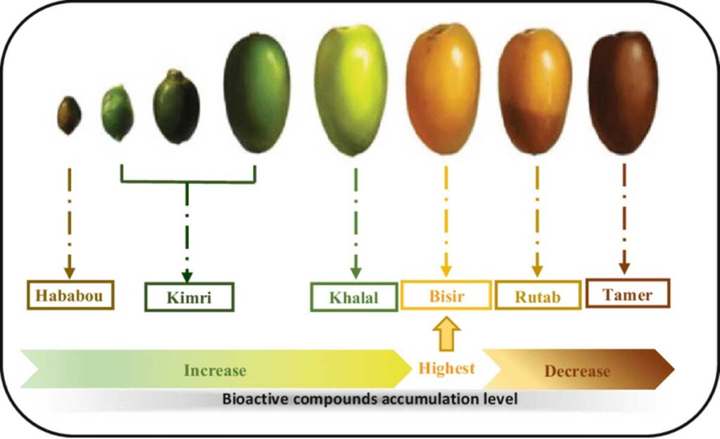 From Green to Sweet: Unveiling the Natural Ripening Process of Dates